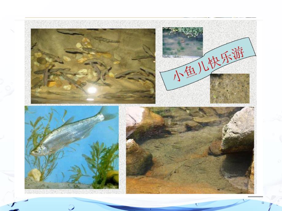二年级探究上册第二单元第一课认识我喜欢的鱼课件.ppt_第3页