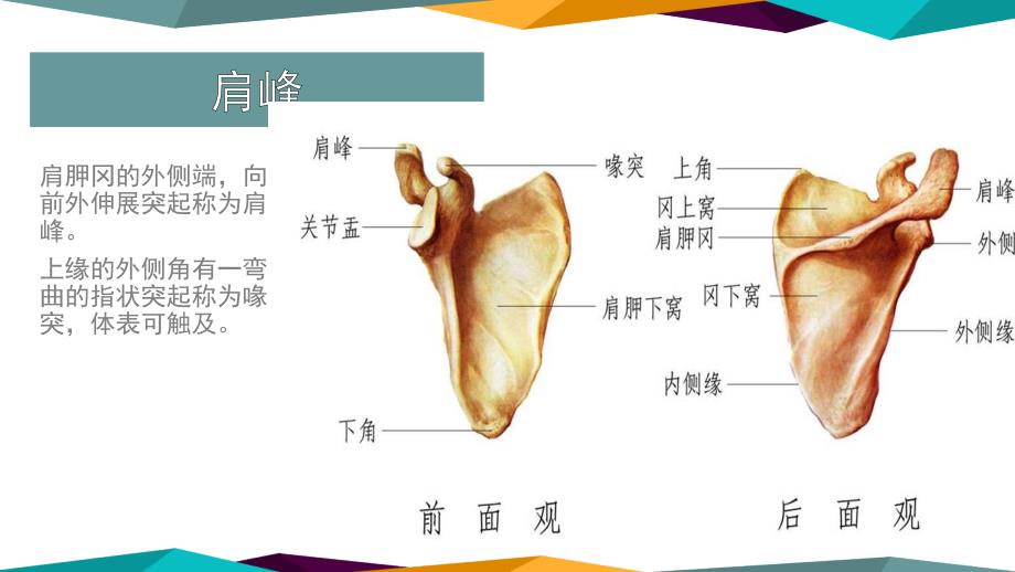 医学ppt肩关节镜下肩峰成形术.pptx_第3页