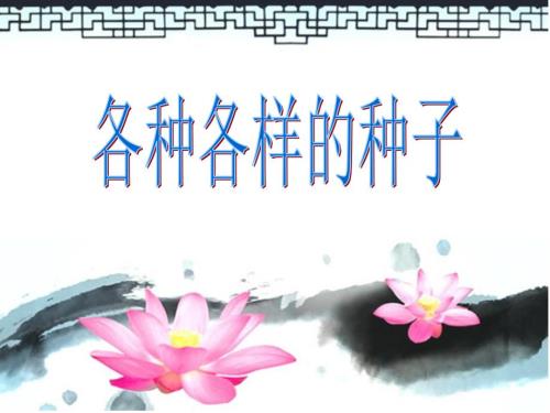 各种各样的种子PPT课件.ppt