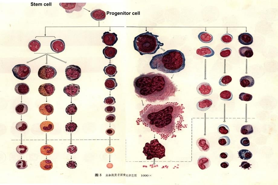 内科学英文课件HematologicaldepartmentofRenjiHospital.ppt_第3页