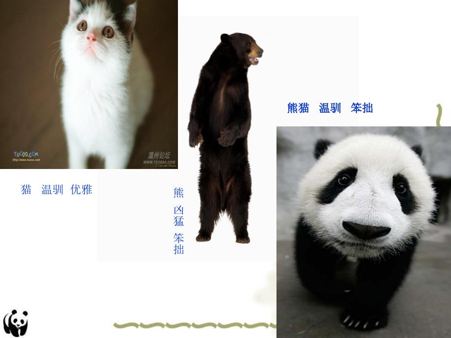 国宝大熊猫PPT课件.ppt_第1页