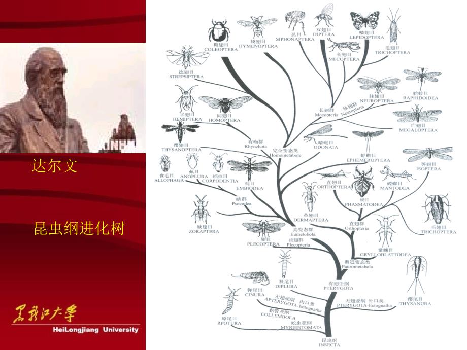 农业昆虫学PPT课件.ppt_第2页