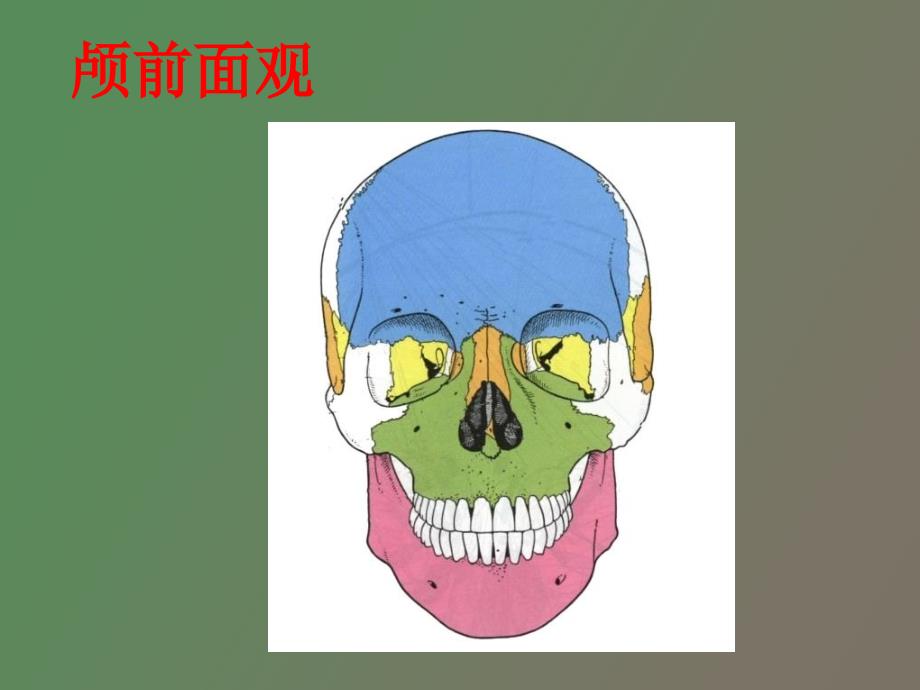 侧颅底咽的应用解剖.ppt_第3页