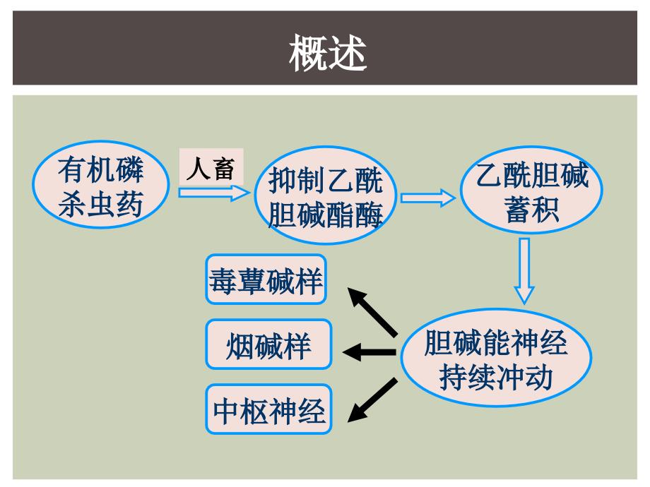 内科10级有机磷杀虫药中毒.ppt_第3页