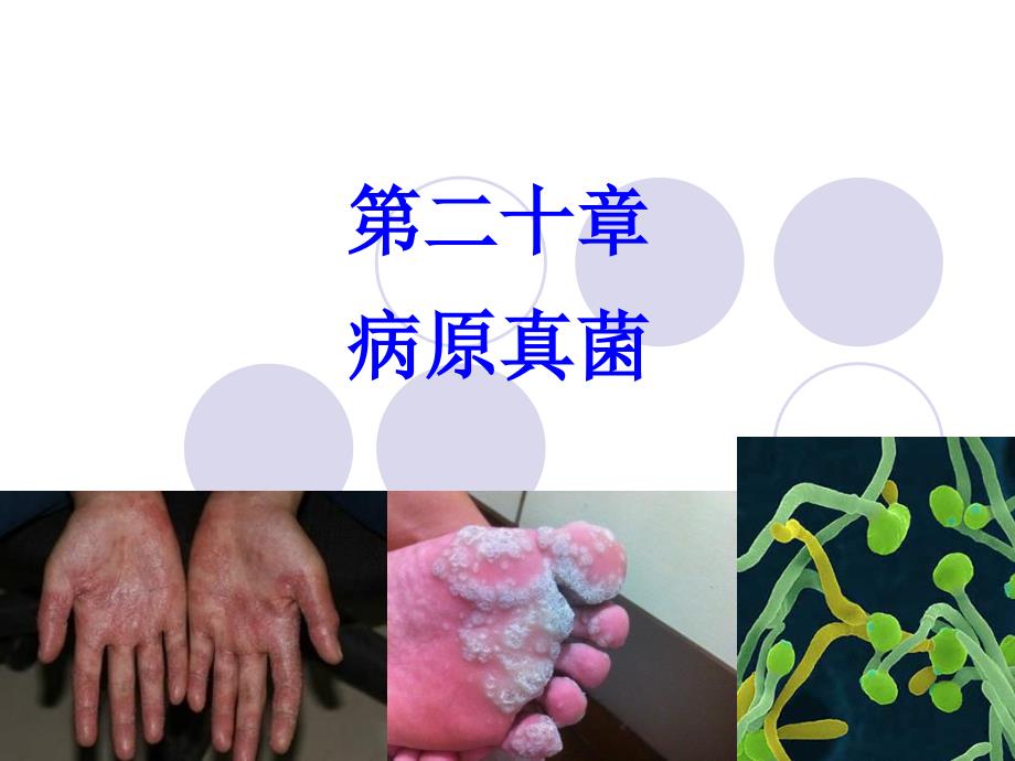 兽医微生物学病原真菌.ppt_第1页