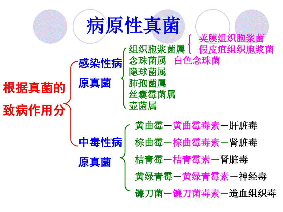 兽医微生物学病原真菌.ppt_第2页