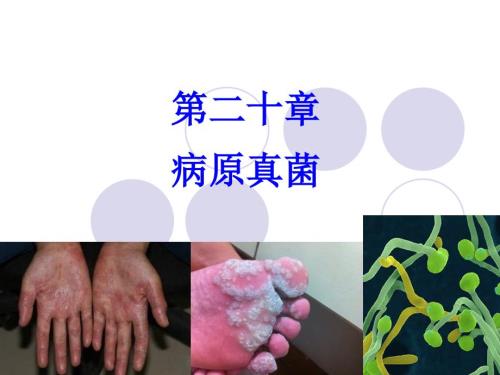 兽医微生物学病原真菌.ppt
