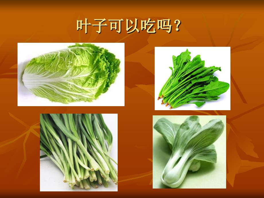 中班有趣的叶子PPT课件.ppt_第3页