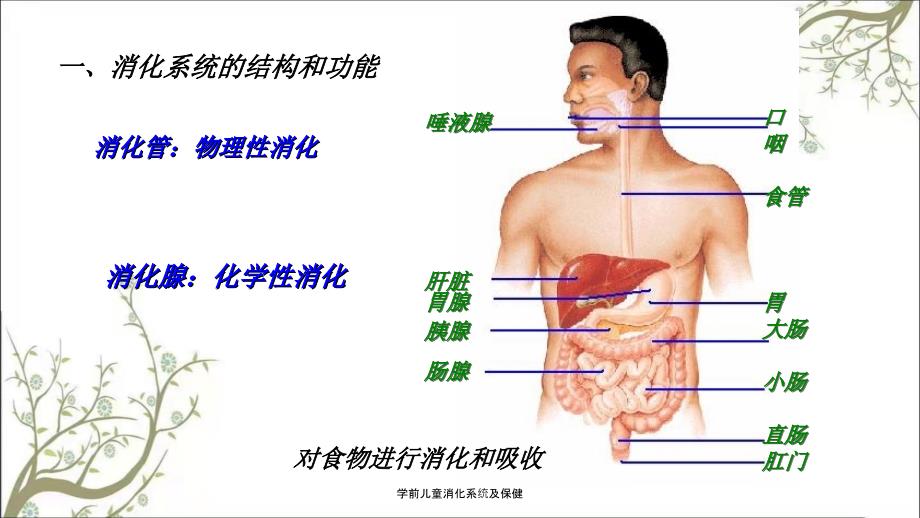 学前儿童消化系统及保健.ppt_第3页