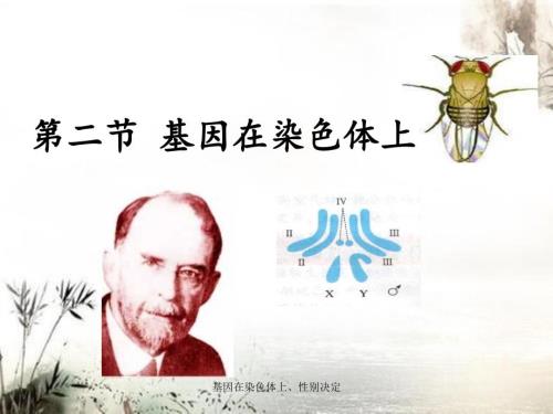 基因在染色体上性别决定.ppt