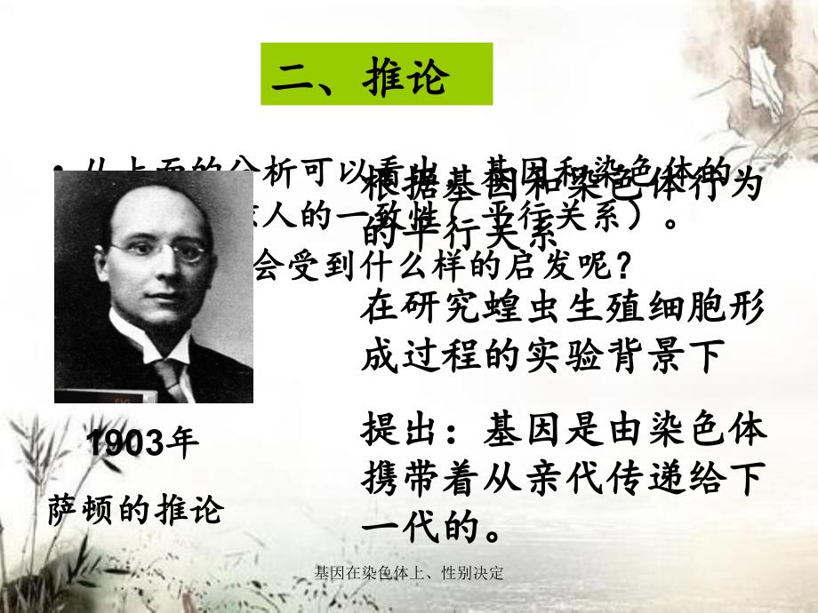基因在染色体上性别决定.ppt_第3页