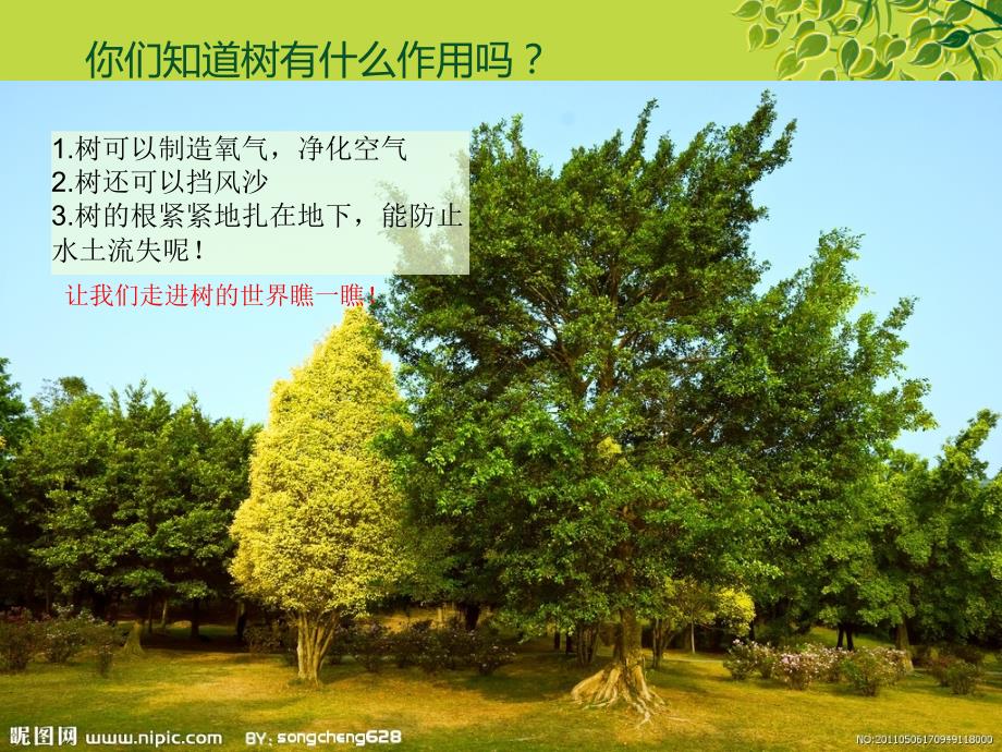 各种各样的树美术教案.ppt_第2页