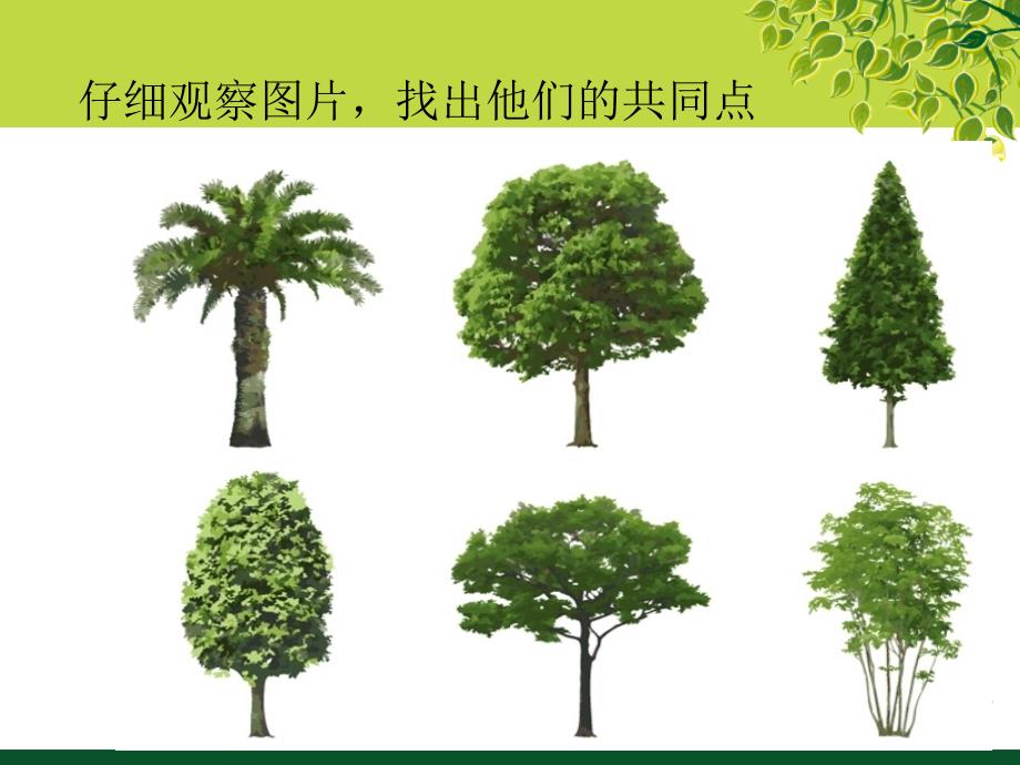各种各样的树美术教案.ppt_第3页