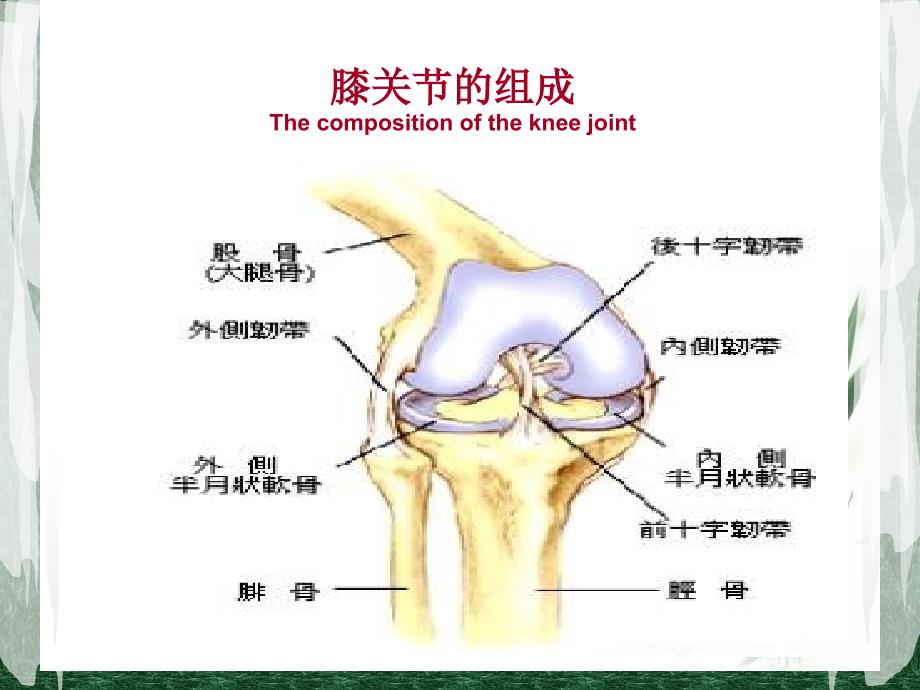 全膝关节置换术后护理PPT.ppt_第2页