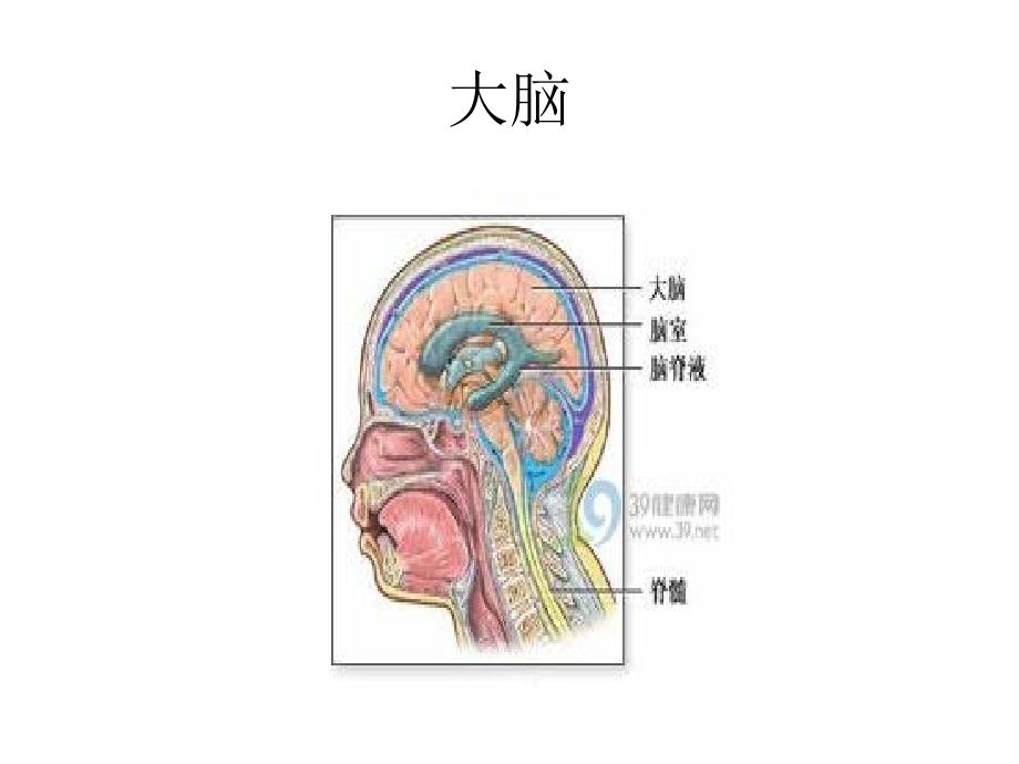 人体器官的功能PPT课件.ppt_第2页