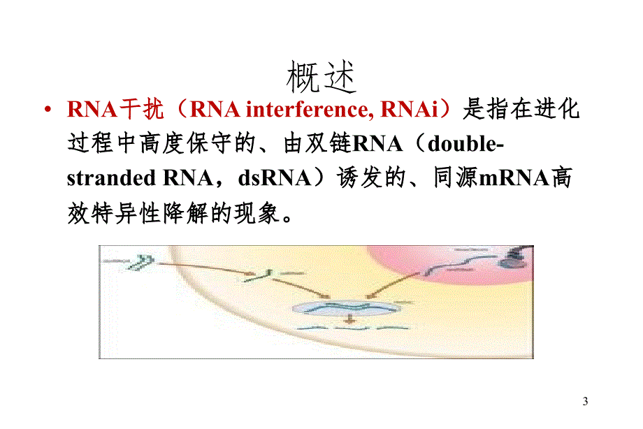 反义核酸与RNAiPPT演示课件.ppt_第3页