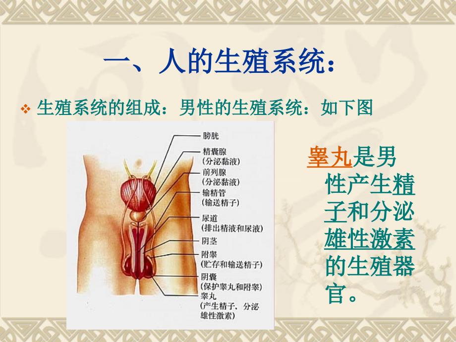 人体八大系统课件.ppt_第2页