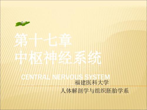 中枢神经系统系统解剖学.ppt