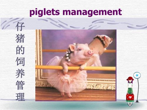 仔猪的饲养管理PPT课件.ppt