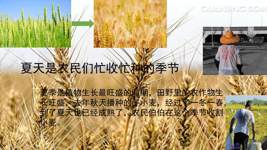 夏天来了幼儿园小班课堂PPT.ppt_第3页