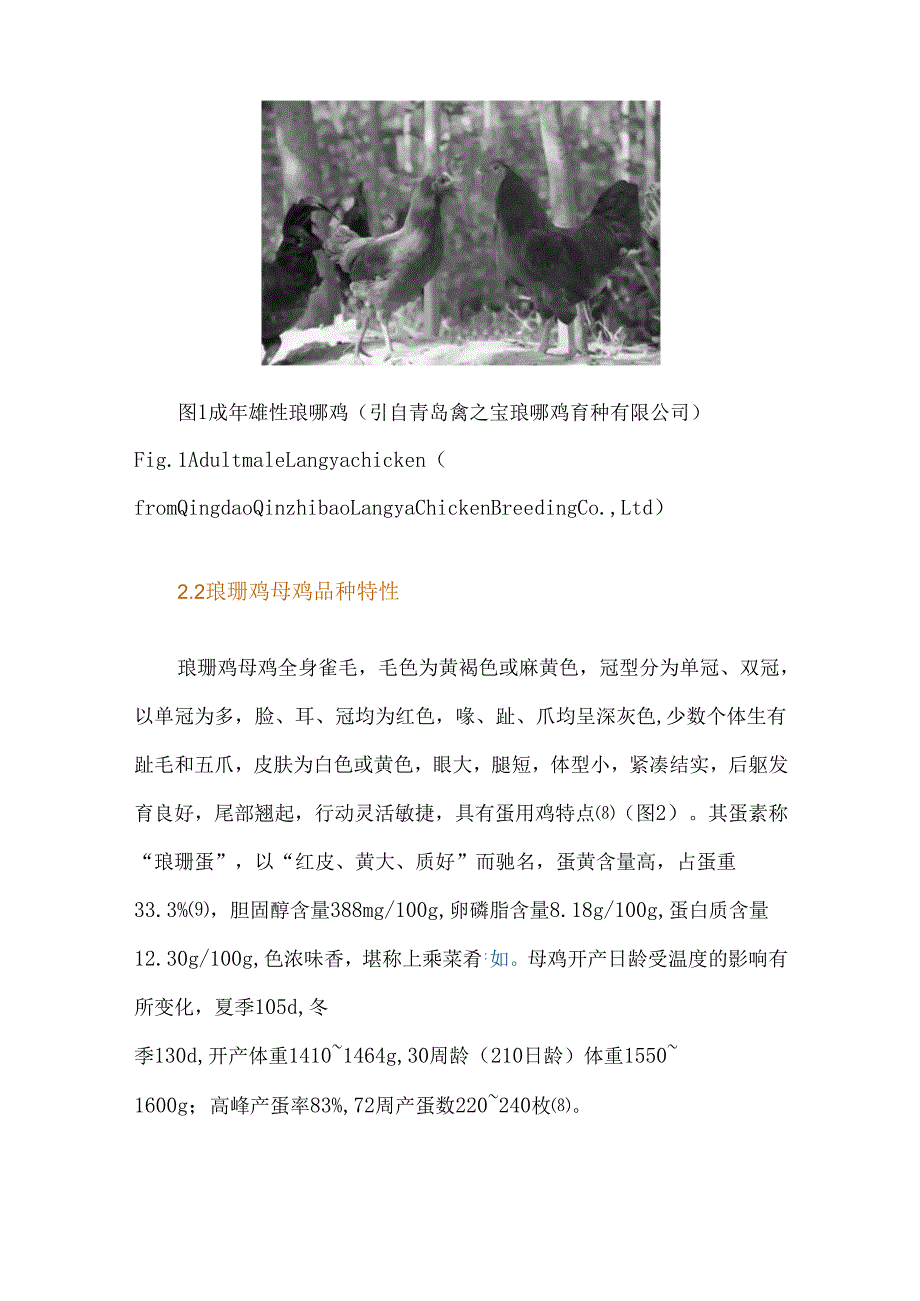 琅琊鸡养殖现状调研及发展建议.docx_第3页