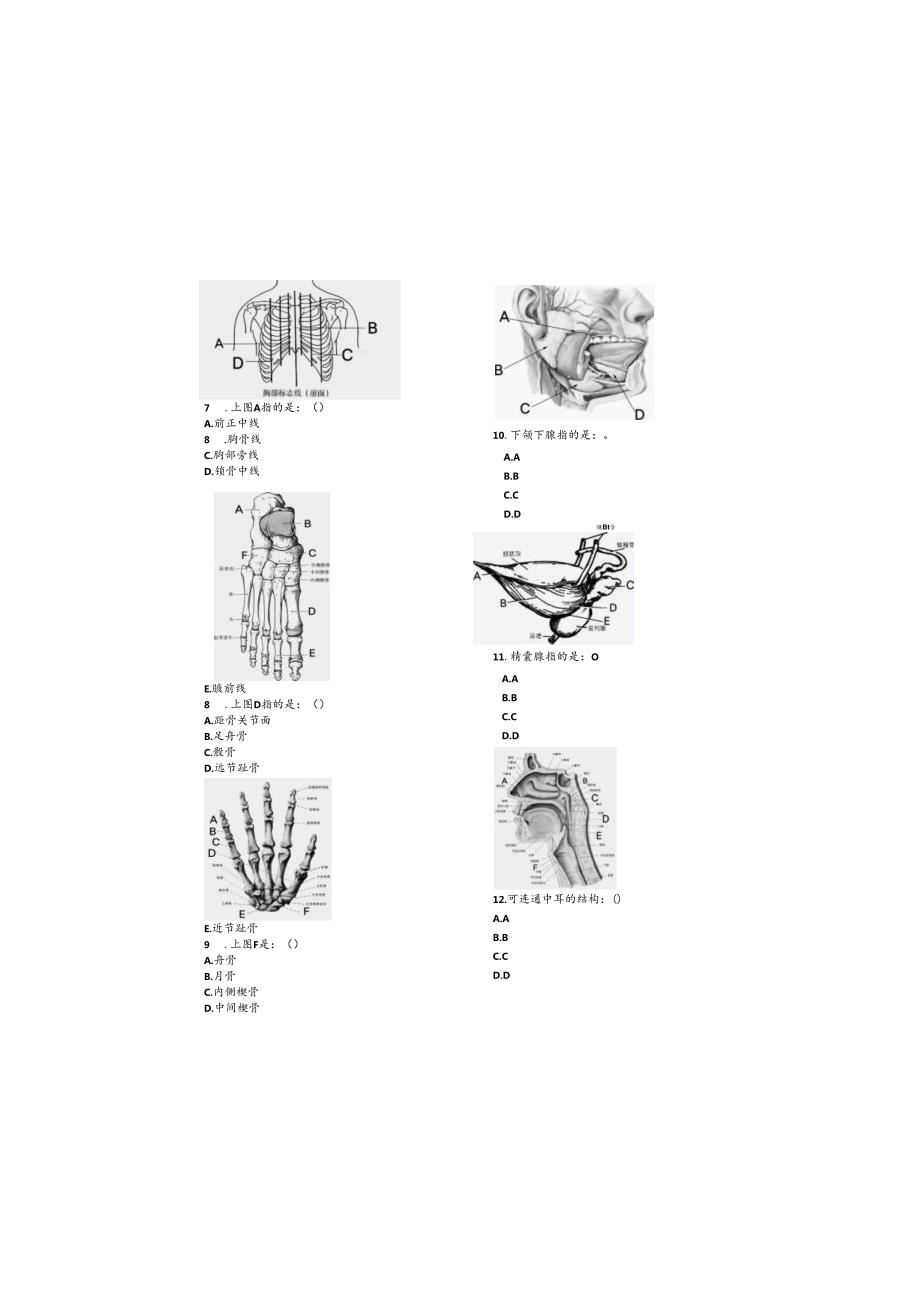 《解剖学》试卷.docx_第1页