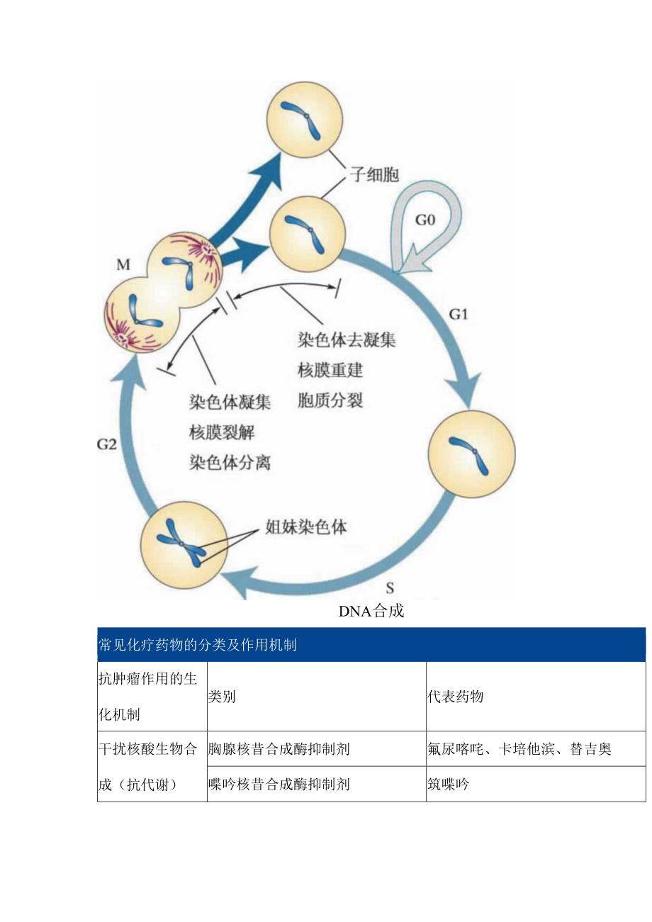 化疗药物作用机制、给药次序及注意事项总结.docx_第2页