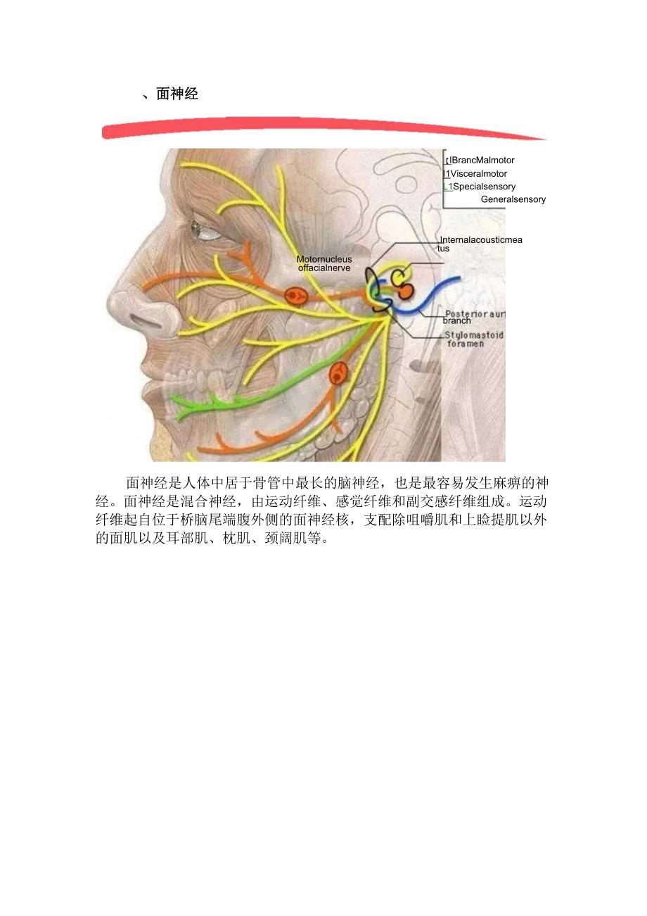 特发性面神经麻痹的康复治疗.docx_第2页