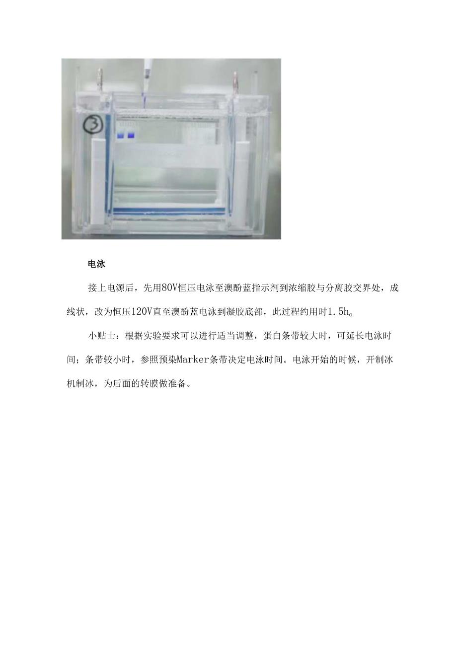 常用的蛋白分析技术-WB实验操作步骤详解.docx_第2页