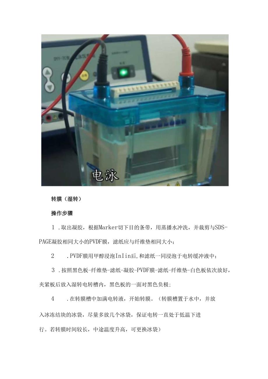 常用的蛋白分析技术-WB实验操作步骤详解.docx_第3页