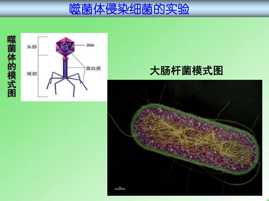 高中生物-噬菌体侵染细菌实验.ppt_第2页